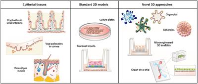 Mimicking Epithelial Tissues in Three-Dimensional Cell Culture Models